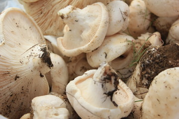 Mushroom picking, fresh mushrooms, raw mushrooms