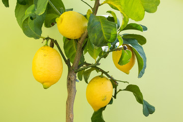 Small home grown lemon tree with organic fruits isolated on light background