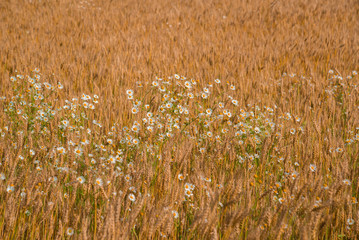 Obraz premium White wild daisies in a ripe wheat field