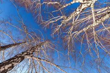 Birch trees with bare branches against the blue sky