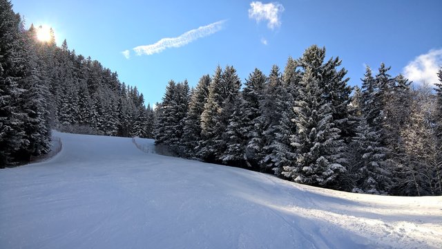 Pista da sci nel bosco