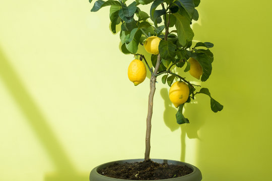 Small Home Grown Lemon Tree With Organic Fruits Isolated On Light Background