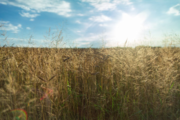 A wheat field in the summer sun