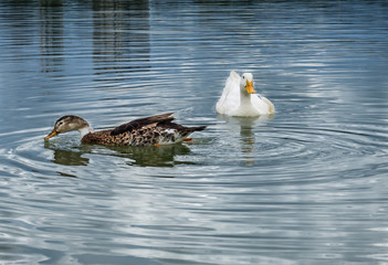 lindos patos no lago do parque barigui 