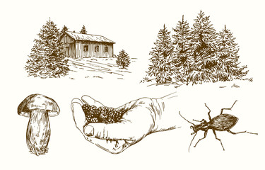 Forest, picking blackberries. Hand drawn set.