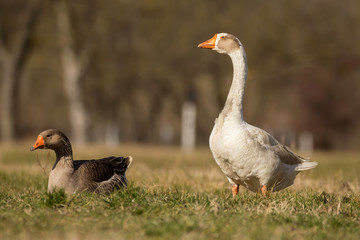 Domestic geese in the village, Anser anser domesticus or Anser cygnoides domesticus, domesticated greylag goose, swan geese kept by humans. Large goose at the open meadow lawn on the grass