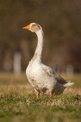 Domestic geese in the village, Anser anser domesticus or Anser cygnoides domesticus, domesticated greylag goose, swan geese kept by humans. Large goose at the open meadow lawn on the grass