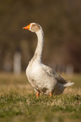 Naklejka na ściany i meble Domestic geese in the village, Anser anser domesticus or Anser cygnoides domesticus, domesticated greylag goose, swan geese kept by humans. Large goose at the open meadow lawn on the grass