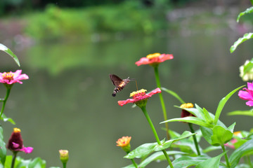 Flowers daisies in summer spring meadow on background blue sky with white clouds, flying orange butterfly, wide format. Summer natural idyllic pastoral landscape, copy space.