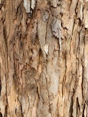 bark of a tree