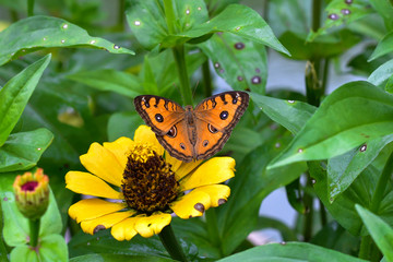 Flowers daisies in summer spring meadow on background blue sky with white clouds, flying orange butterfly, wide format. Summer natural idyllic pastoral landscape, copy space.