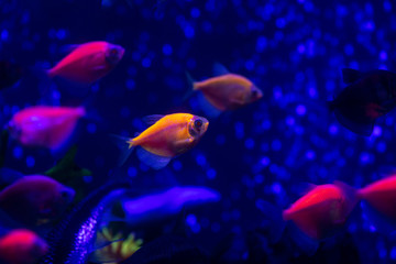 Naklejka premium Nice neon glowfish in freshwater tank nature water color painted aquarium