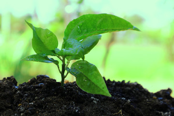 The plant grows in the morning light. Agricultural concept