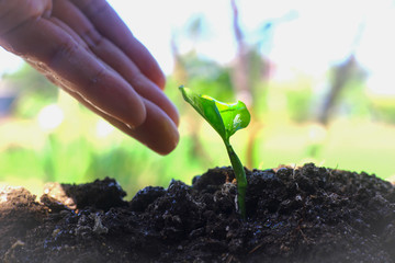 young plant in hands