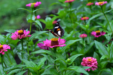 Flowers daisies in summer spring meadow on background blue sky with white clouds, flying orange butterfly, wide format. Summer natural idyllic pastoral landscape, copy space.