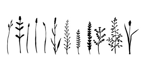 Wild grass and herbs collection. Hand drawing of meadow herbs or field plants. Black contour isolated on white. Vector sketch