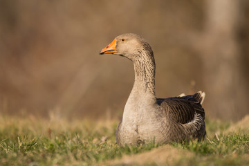 Domestic geese in the village, Anser anser domesticus or Anser cygnoides domesticus, domesticated greylag goose, swan geese kept by humans. Large goose at the open meadow lawn on the grass