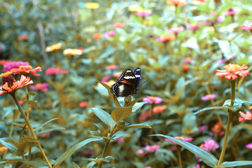 Flowers daisies in summer spring meadow on background blue sky with white clouds, flying orange butterfly, wide format. Summer natural idyllic pastoral landscape, copy space.