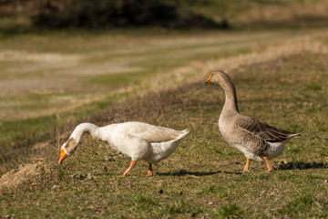 Domestic geese in the village, Anser anser domesticus or Anser cygnoides domesticus, domesticated greylag goose, swan geese kept by humans. Large goose at the open meadow lawn on the grass