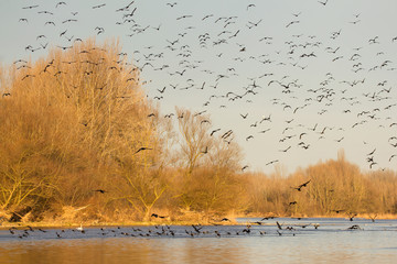 Great cormorant (Phalacrocorax carbo) or great black european cormorant roosting place, large cormorant flock roosting on the top of white trees with cormorants in flight over the river 