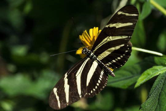 Zebrafalter