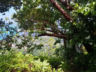 Seychellen, Karibik, Malediven, Mauritius, Reunion, Hawaii, Strand, Meer, Sonne, Urlaub, Reisen, Ferien, Palmen, Beach, Tropisch, Insel, Himmel, Wasser, Sommer, Paradies, Dschungel, Küste