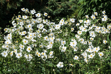 Weiße Einfachdahlien © Eberhard Spaeth