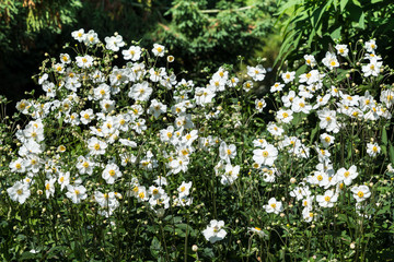 Weiße Einfachdahlien © Eberhard Spaeth