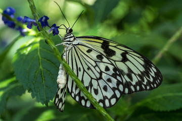 Weiße Baumnymphe © Eberhard Spaeth