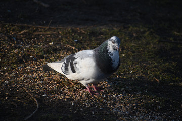 pigeon on a background