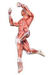 3D Rendering Male Anatomy Figure on White