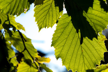 Hazelnut on a branch with green leaves. Late summer in the shrubs with leaves and sunburst. Healthy eating natural protein.