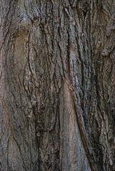 Fototapeta premium abstract texture of old tree. Natural tree bark background. 
