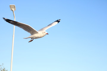 seagull in flight