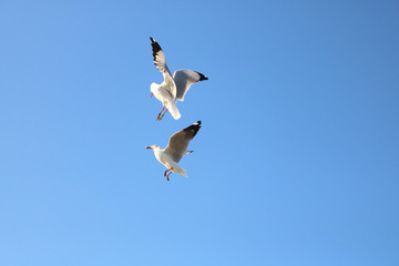 seagull flying in the blue sky