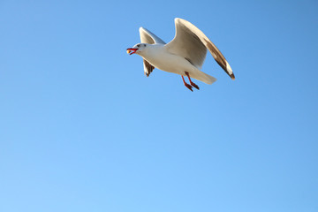 Fototapeta premium seagull flying in the blue sky