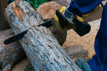 Lumberjack sawing a large log with a chainsaw, close-up, harvesting firewood