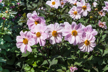 Weiße Einfachdahlien © Eberhard Spaeth