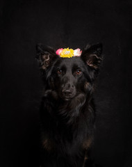 Beautiful black Border Collier with flower headband on the head looking at camera on a black...