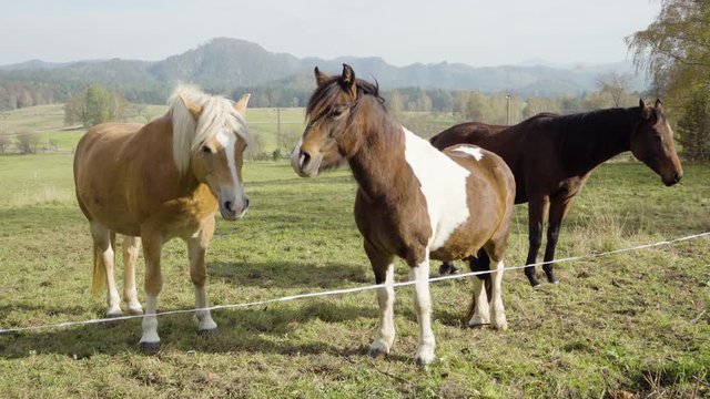 Three horses stand still in nature in a paddock.