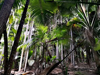 Naklejka premium Seychellen, Karibik, Malediven, Mauritius, Reunion, Hawaii, Strand, Meer, Sonne, Urlaub, Reisen, Ferien, Palmen, Beach, Tropisch, Insel, Himmel, Wasser, Sommer, Paradies, Dschungel, Küste