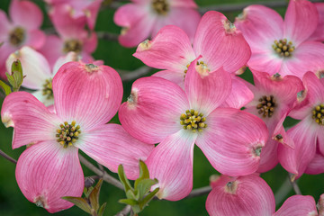 Pink dogwood tree in full bloom