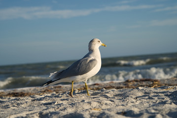 Seemöve, Seagull Nahaufnahme am Strand in Florida mit Meer im Hintergrund