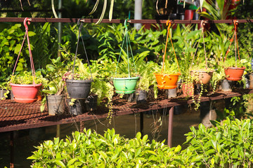 Fototapeta na wymiar Newly Planted Growing Popular Fresh Herbs With Green Show Leaves Blooming In Spring Season In Green House Suitable For Modern Home Gardening