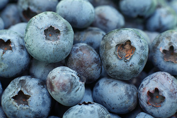 Blueberry berries closeup background