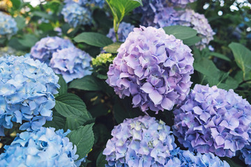Beautiful fresh pastel blue and purple hydrangea flowers in full bloom.