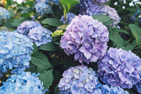 Beautiful fresh pastel blue and purple hydrangea flowers in full bloom.