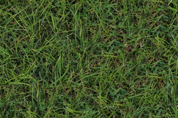 Seamless Texture - Grass 001