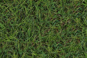 Seamless Texture - Grass 001