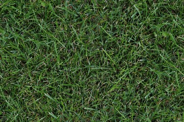 Seamless Texture - Grass 002